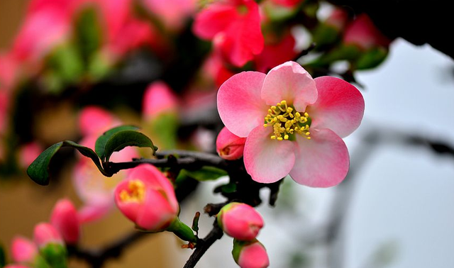 海棠花花色艳丽，它的花语你知道多少？