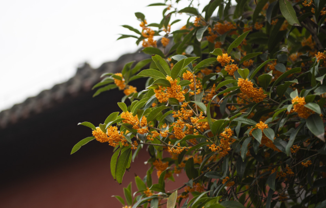 俗语“桂花树门前，贵人立门内”是啥意思？院子里种桂花树好吗？