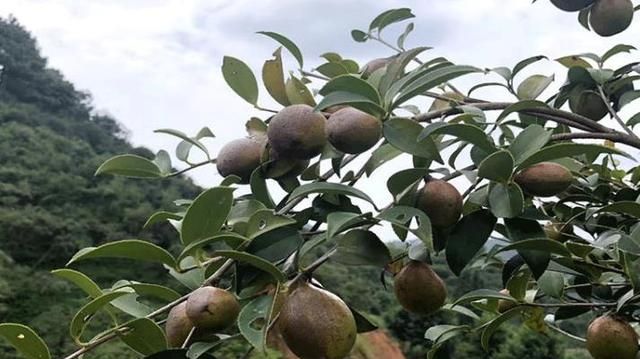 油茶良种培育现状与油茶良种培育方法