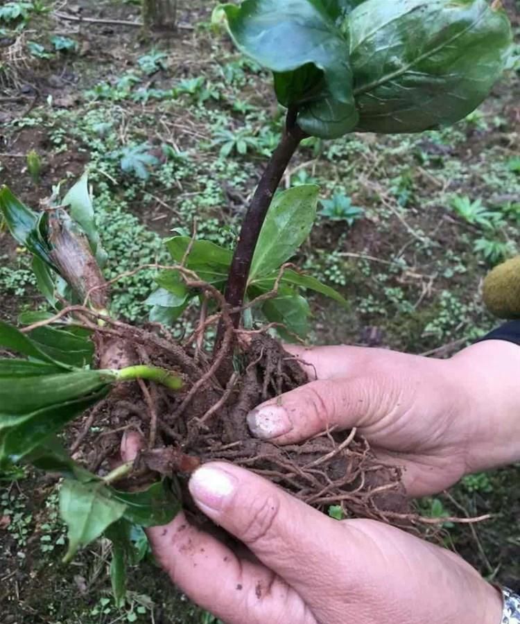 重楼种植技术