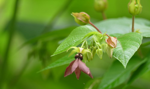 12种奇花异草，认识3种以上，就算见多识广了