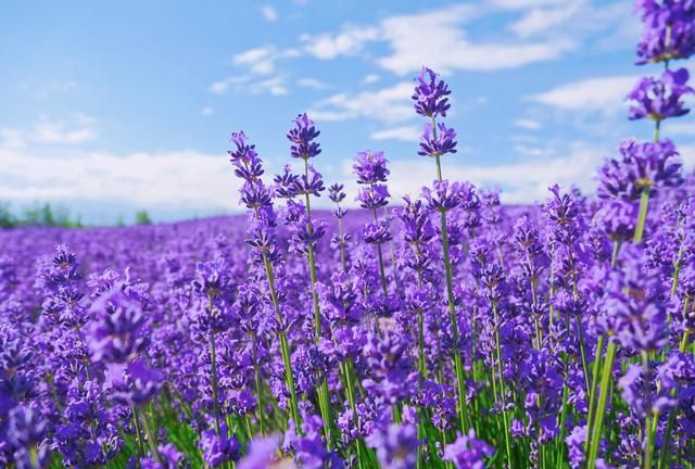 送人花时要知道的基本常识：10种常见花的寓意你知道吗