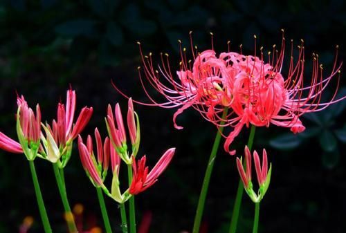 这几种“有毒”花太受欢迎！开花太美，让爱花人无法拒绝！