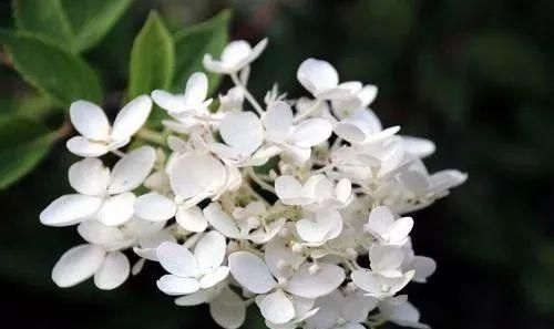 最全花语来了，表白必备手册