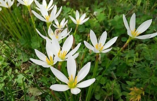 水仙花的传说，水仙花七大美丽传说