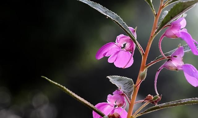 凤仙花别名指甲花，在各地庭园广泛栽培，白色、粉红色或紫色