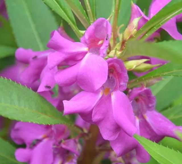 凤仙花别名指甲花，在各地庭园广泛栽培，白色、粉红色或紫色