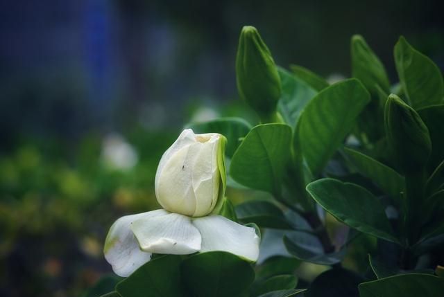 小叶栀子花养护过程中，做好这三点，叶片小又绿，花朵白又香