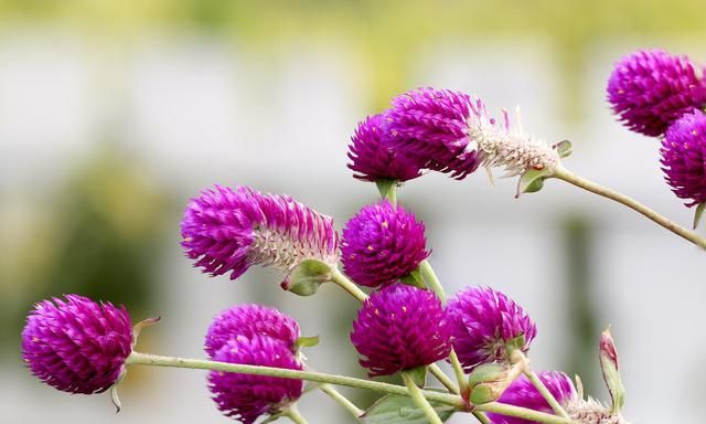 这18种高颜值的花草，一年开花300多天，文附养护简介（收藏）