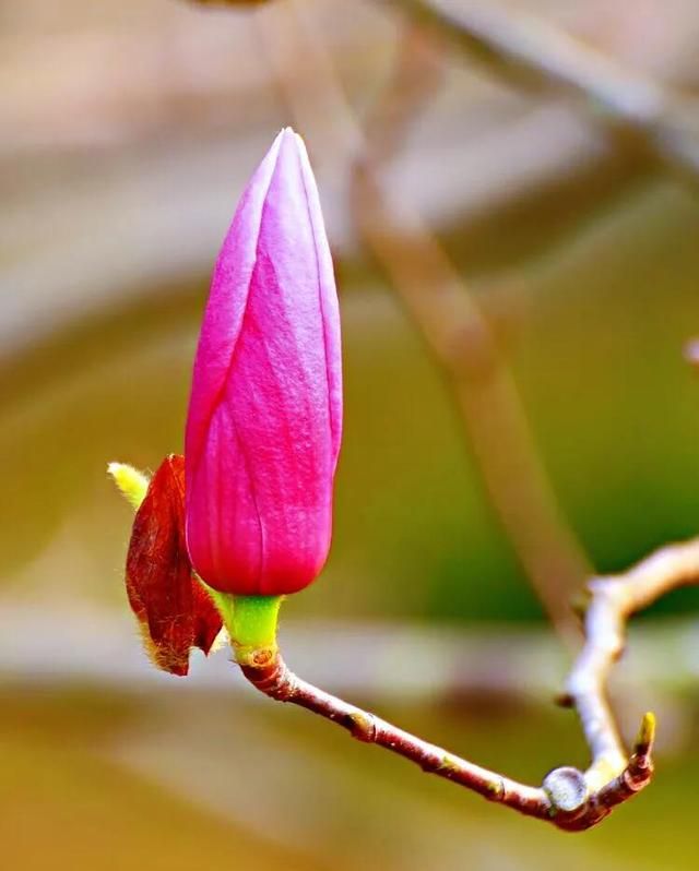 木兰科花卉树种举例［附图］