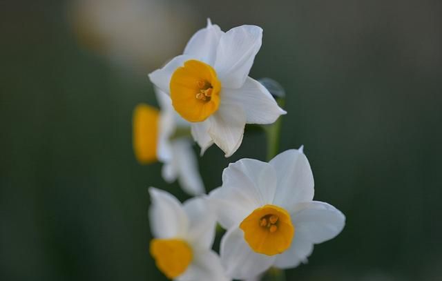 盘点五种水仙花，花语大不同