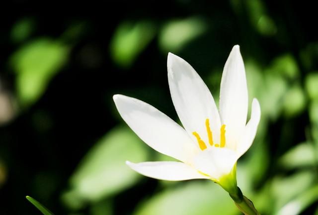 盘点五种水仙花，花语大不同