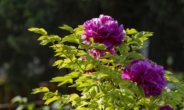 这几种花都叫“牡丹花”，开起来真好看，看看你最喜欢哪一种