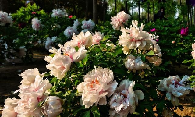 这几种花都叫“牡丹花”，开起来真好看，看看你最喜欢哪一种