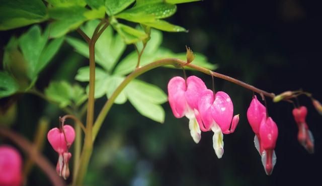 这几种花都叫“牡丹花”，开起来真好看，看看你最喜欢哪一种