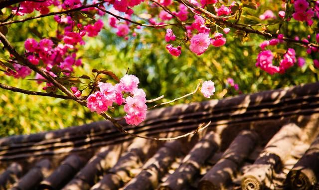 这几种花都叫“牡丹花”，开起来真好看，看看你最喜欢哪一种