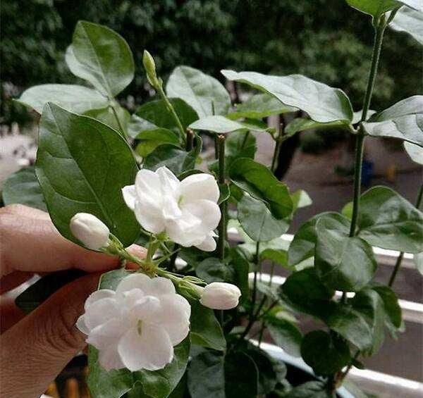 养好茉莉花，4个步骤缺一不可，花开满盆，一茬接一茬