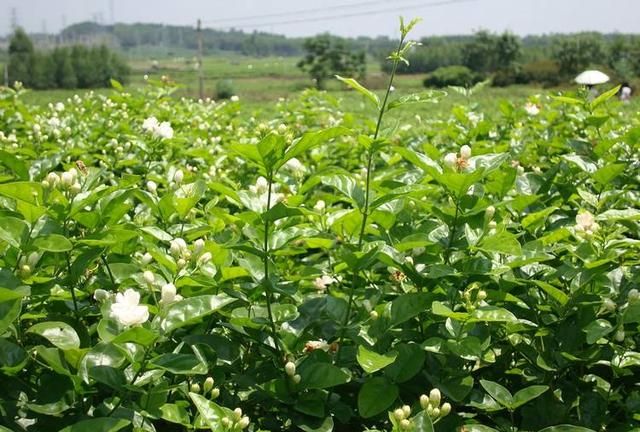 养好茉莉花，4个步骤缺一不可，花开满盆，一茬接一茬