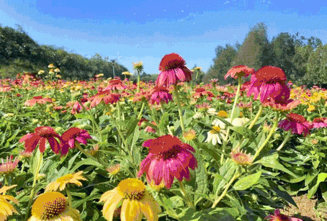 惊爆眼球的十种花“花海”，烂漫醉人美图分享