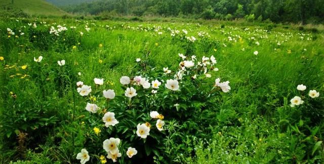 5月开花的植物，花香正浓，推荐这6种，养护方法简单