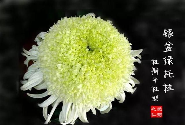 九九重阳节，赏这99盆菊花，幸福安康长长久久！