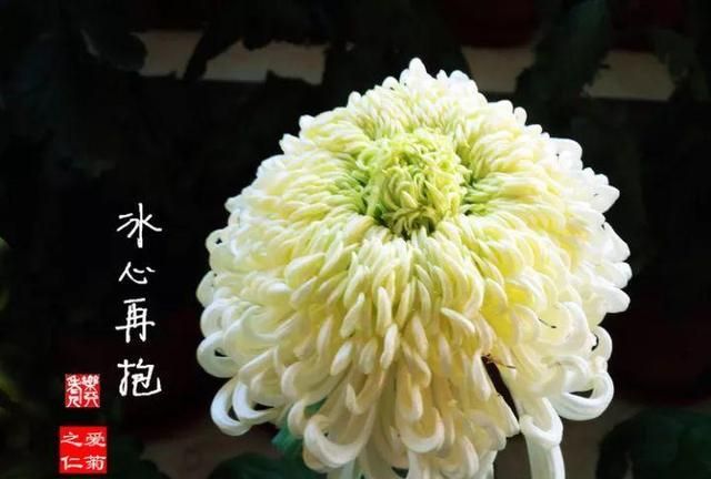 九九重阳节，赏这99盆菊花，幸福安康长长久久！