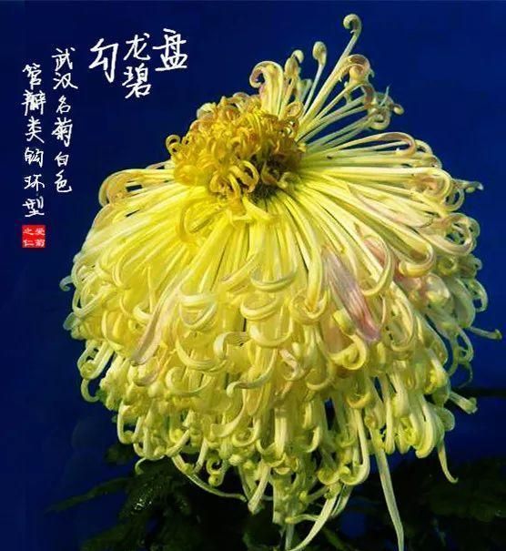 九九重阳节，赏这99盆菊花，幸福安康长长久久！