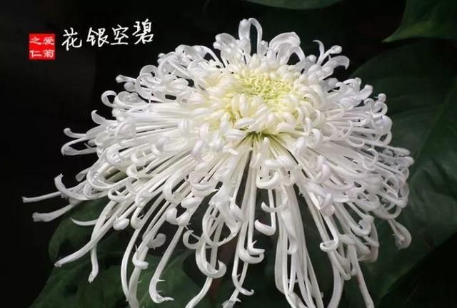 九九重阳节，赏这99盆菊花，幸福安康长长久久！