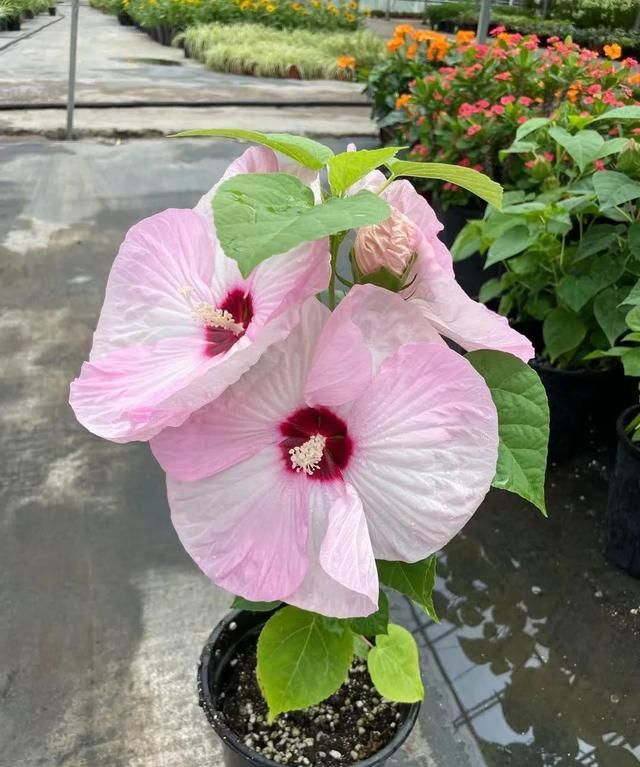 大花芙蓉葵——花比脸大，开花植物的佼佼者