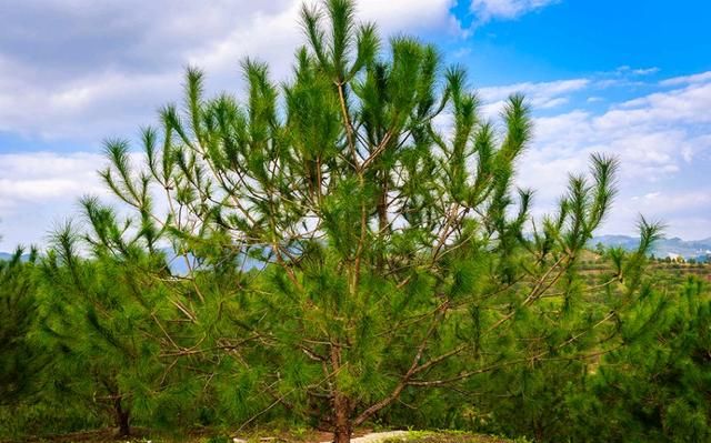 100种绿化带或路边常见的花草树木，图名并茂，看你认识几种？