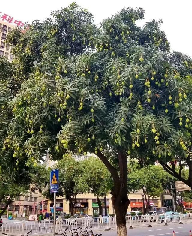 100种绿化带或路边常见的花草树木，图名并茂，看你认识几种？