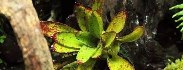 十种常见的雨林缸植物介绍