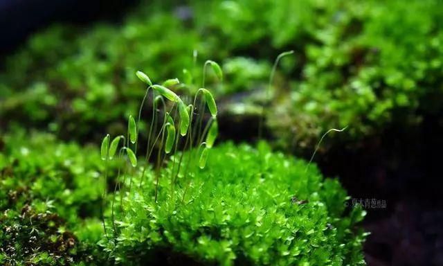 十种常见的雨林缸植物介绍