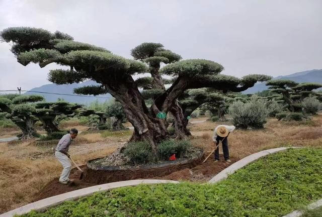 用这些方法，苗木不愁卖不出高价