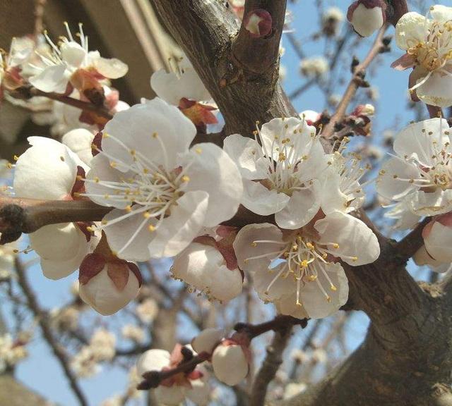 每个月都有不同花神，你出生的月份是什么花？