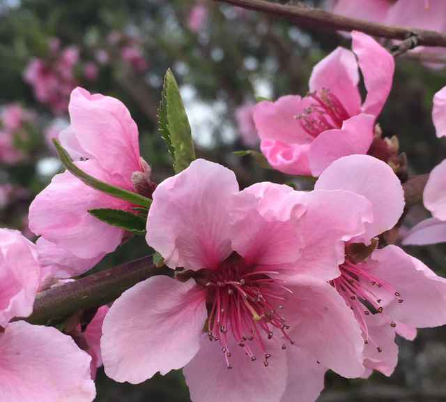 每个月都有不同花神，你出生的月份是什么花？