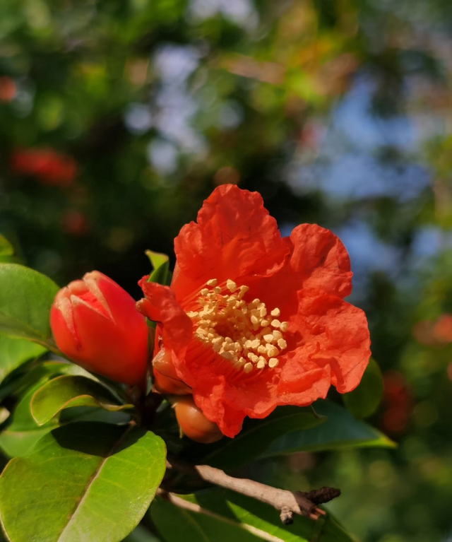 每个月都有不同花神，你出生的月份是什么花？