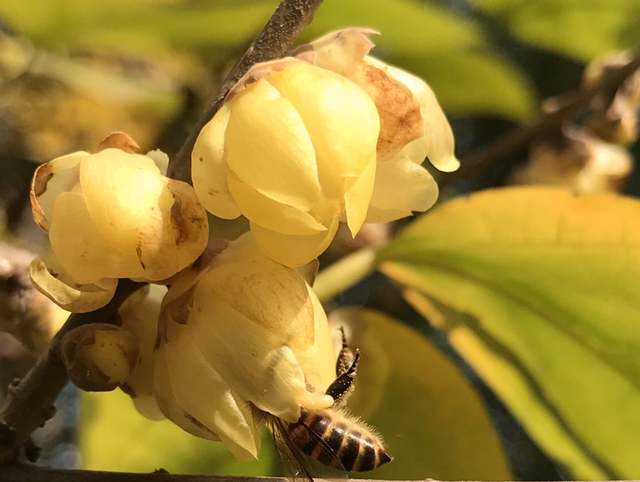 每个月都有不同花神，你出生的月份是什么花？