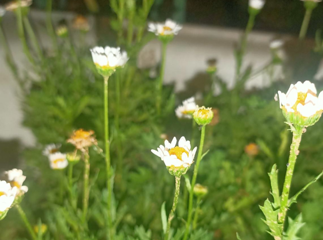 春天是养雏菊的季节，雏菊不同的含义，你都知道吗