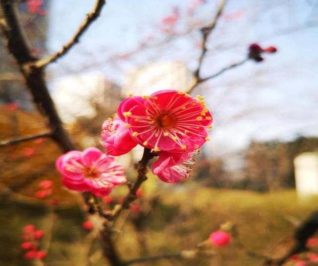 花花物语｜坚贞红梅 只把春来报