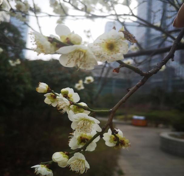 花花物语｜坚贞红梅 只把春来报