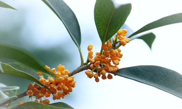 3月就种四季桂，开花时满院子香味，越养越喜欢