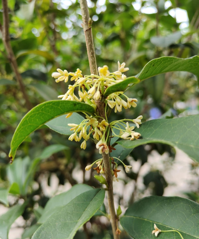 3月就种四季桂，开花时满院子香味，越养越喜欢