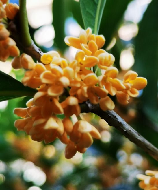 3月就种四季桂，开花时满院子香味，越养越喜欢