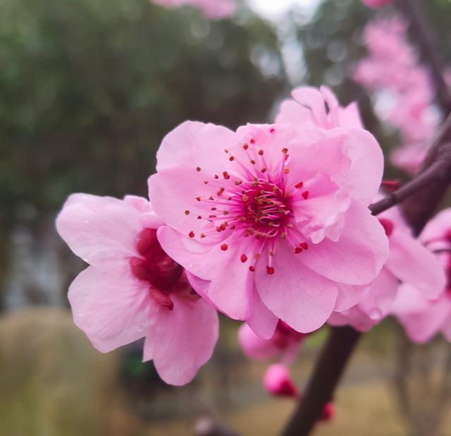 你出生在几月，你的“守护花神”就是对应花，赶紧来看看