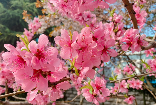 你出生在几月，你的“守护花神”就是对应花，赶紧来看看