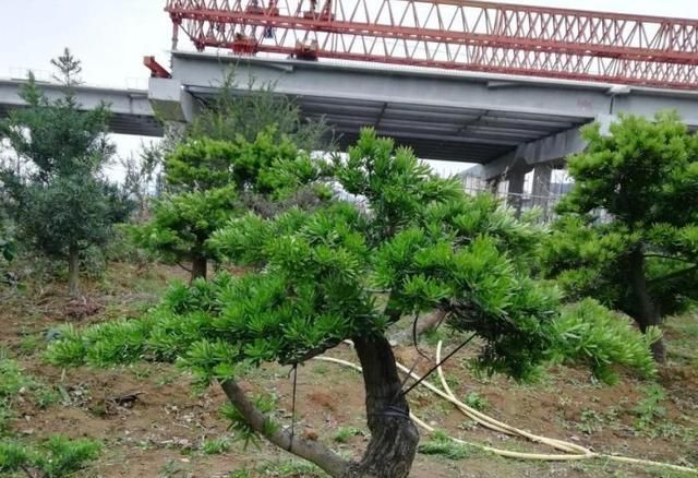 盆景松树，圣诞就能够用上，省去市场上看了