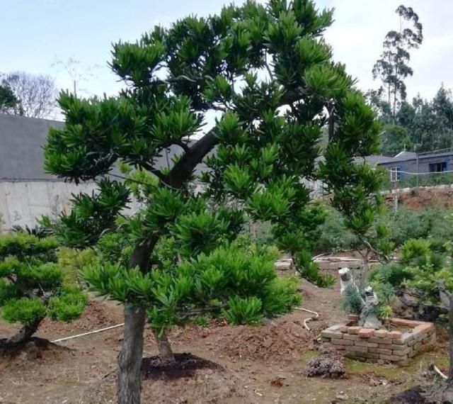 盆景松树，圣诞就能够用上，省去市场上看了