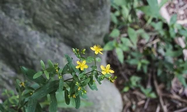 100种最美野花，认识10种以上的都是植物达人