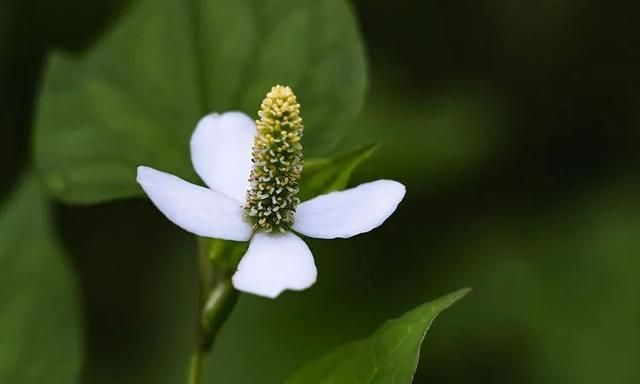 100种最美野花，认识10种以上的都是植物达人